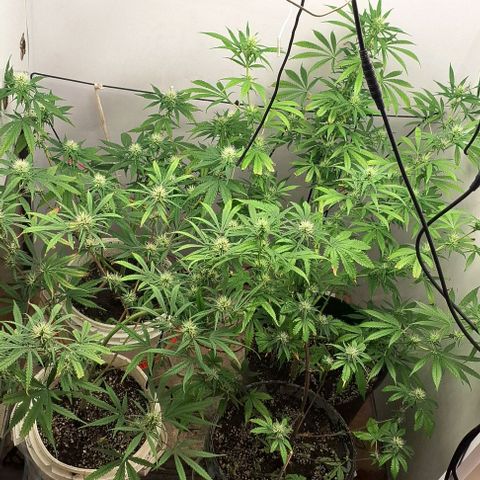 Prensado regular growlog timeline photo