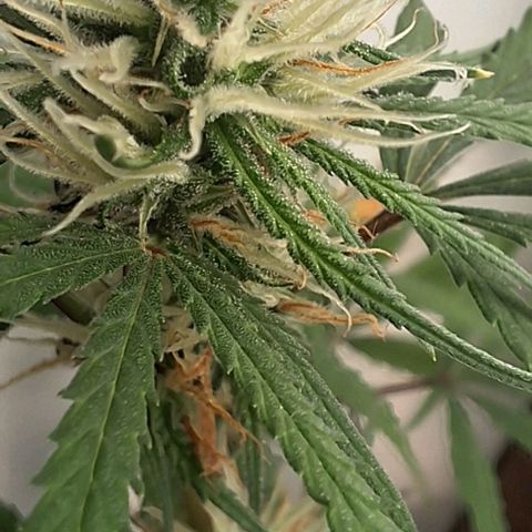 Prensado regular growlog timeline photo