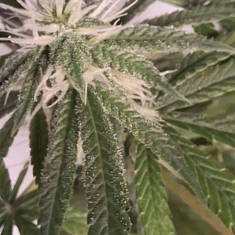Prensado regular growlog timeline photo