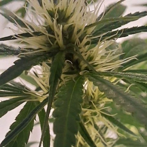 Prensado regular growlog timeline photo