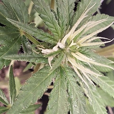 Prensado regular growlog timeline photo