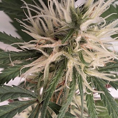 Prensado regular growlog timeline photo