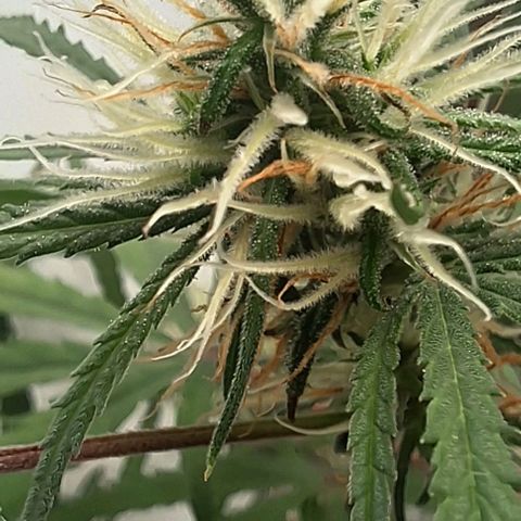 Prensado regular growlog timeline photo