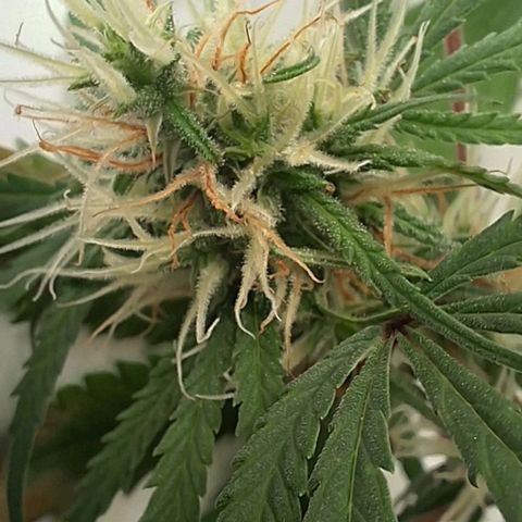 Prensado regular growlog timeline photo