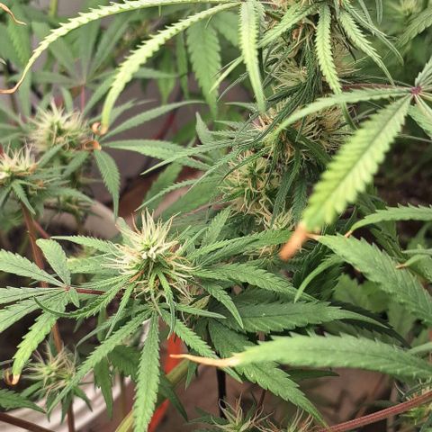 Prensado regular growlog timeline photo