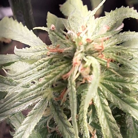 Prensado regular growlog timeline photo