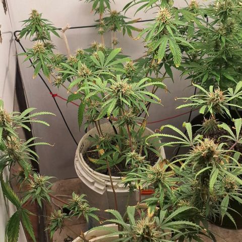 Prensado regular growlog photo: Falta uns 25 dias pra colheita.
Vamos ver como será até la.
Acho que estou exagerando no fert,vou para de usar um tempo.
Más primeiro cultivo é assim mesmo .
