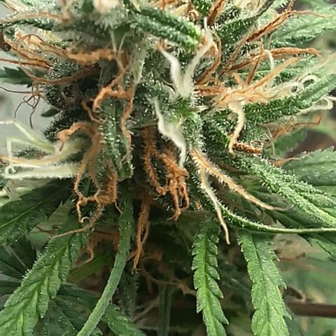 Prensado regular growlog photo: Falta uns 25 dias pra colheita.
Vamos ver como será até la.
Acho que estou exagerando no fert,vou para de usar um tempo.
Más primeiro cultivo é assim mesmo .
