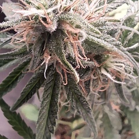 Prensado regular growlog photo: Falta uns 25 dias pra colheita.
Vamos ver como será até la.
Acho que estou exagerando no fert,vou para de usar um tempo.
Más primeiro cultivo é assim mesmo .
