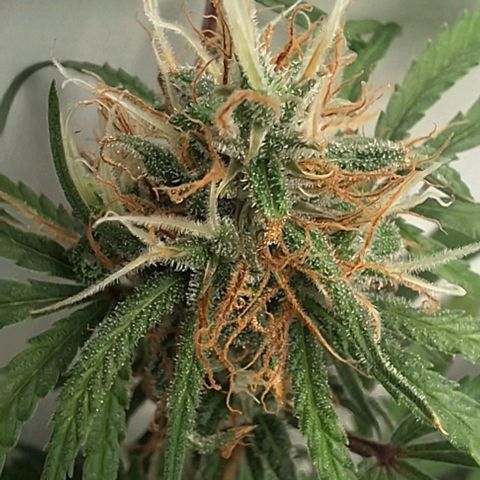 Prensado regular growlog photo: Falta uns 25 dias pra colheita.
Vamos ver como será até la.
Acho que estou exagerando no fert,vou para de usar um tempo.
Más primeiro cultivo é assim mesmo .

