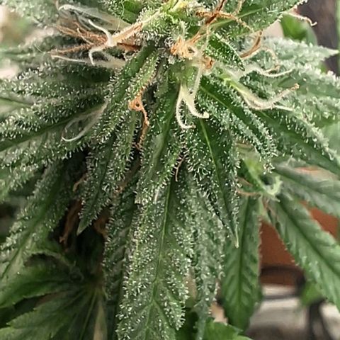 Prensado regular growlog timeline photo