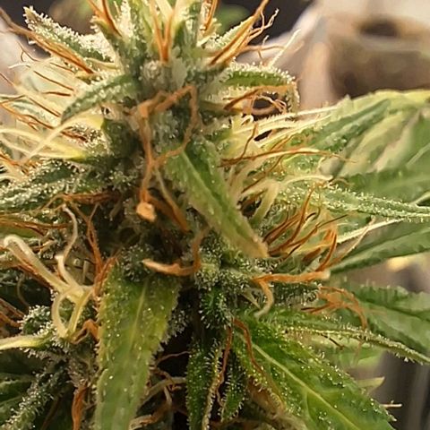 Prensado regular growlog timeline photo