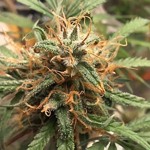 Prensado regular growlog timeline photo