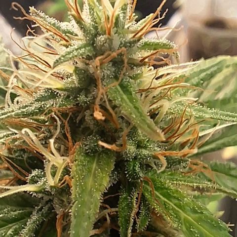 Prensado regular growlog timeline photo