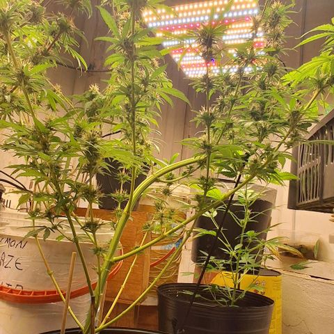 Prensado regular growlog timeline photo