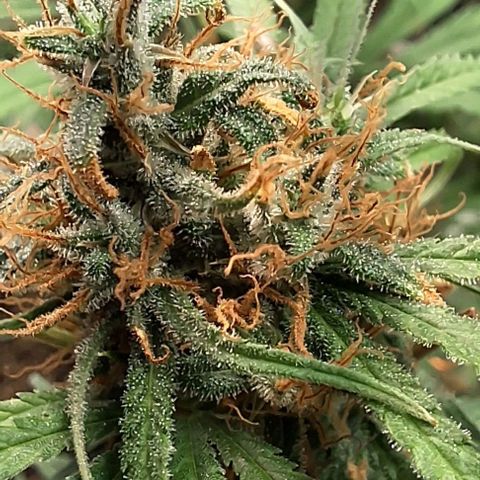 Prensado regular growlog photo: Acredito que uma semana já vai emtrar na faca rsrs
