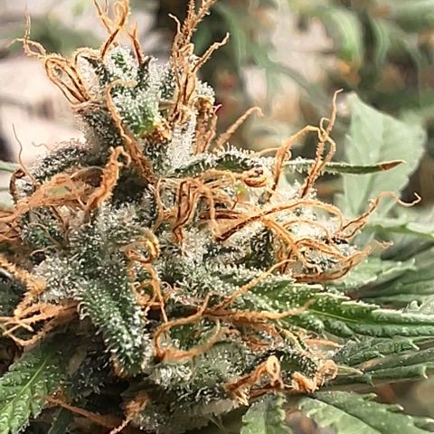 Prensado regular growlog photo: Acredito que uma semana já vai emtrar na faca rsrs