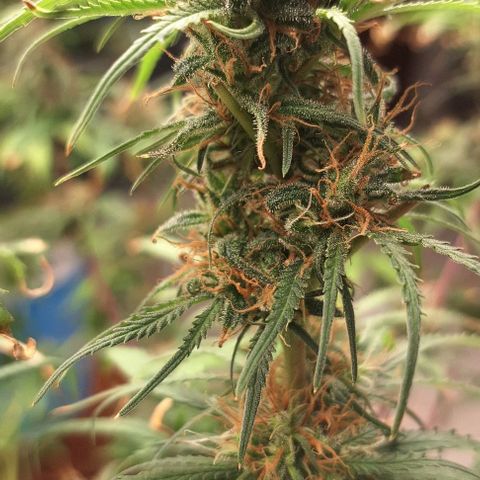 Prensado regular growlog photo: Acredito que uma semana já vai emtrar na faca rsrs
