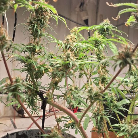 Prensado regular growlog photo: Acredito que uma semana já vai emtrar na faca rsrs