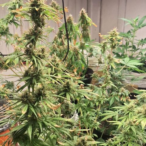 Prensado regular growlog photo: Ja colhi uma,porém mais uns 15 dias as outras