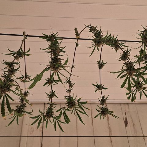Prensado regular growlog photo: Ja colhi uma,porém mais uns 15 dias as outras