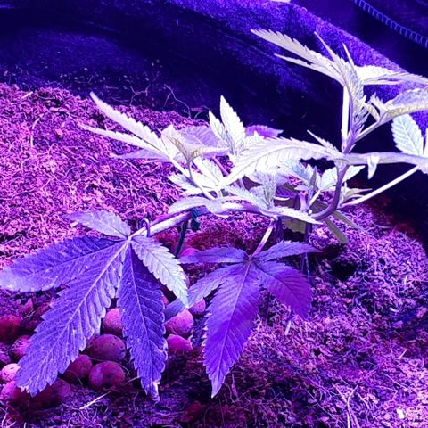 Hermosa  #1 growlog timeline photo
