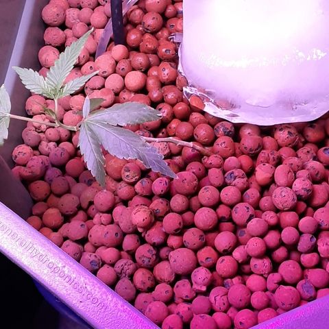 Hermosa  #1 growlog timeline photo