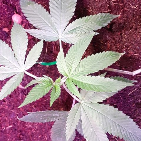 Hermosa  #1 growlog timeline photo