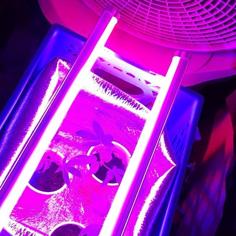 Hermosa  #1 growlog timeline photo