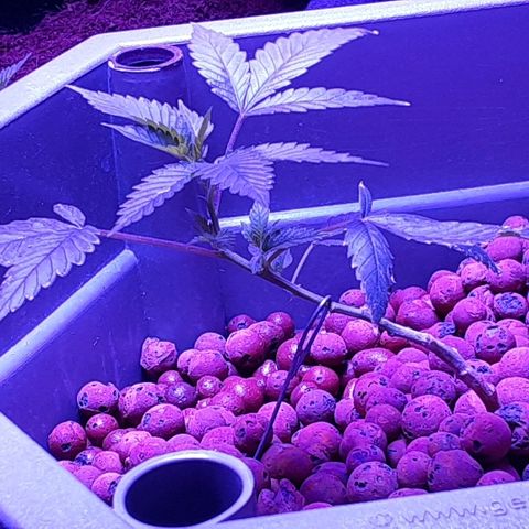 Hermosa  #1 growlog timeline photo