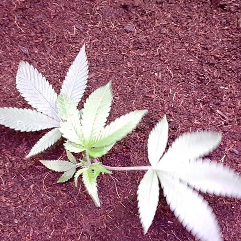 Hermosa  #1 growlog timeline photo