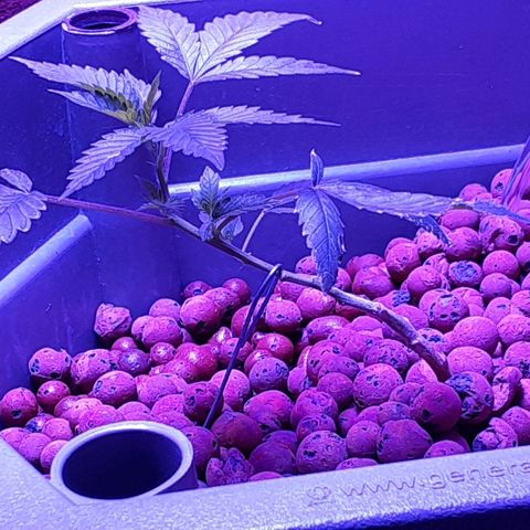 Hermosa  #1 growlog timeline photo