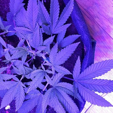 Hermosa  #1 growlog timeline photo