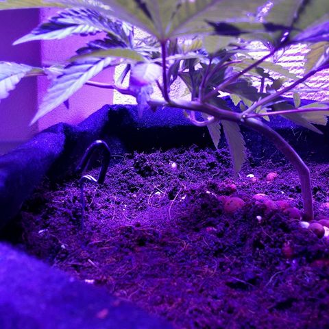 Hermosa  #1 growlog timeline photo