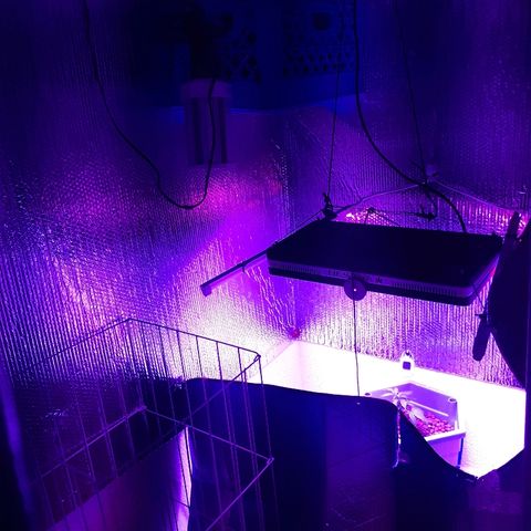 Hermosa  #1 growlog timeline photo