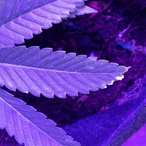 Hermosa  #1 growlog timeline photo