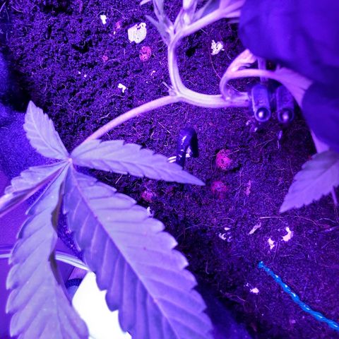 Hermosa  #1 growlog timeline photo