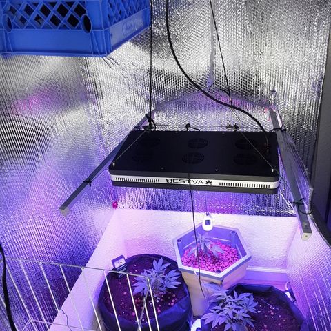 Hermosa  #1 growlog timeline photo