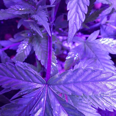 Hermosa  #1 growlog timeline photo