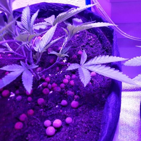 Hermosa  #1 growlog timeline photo