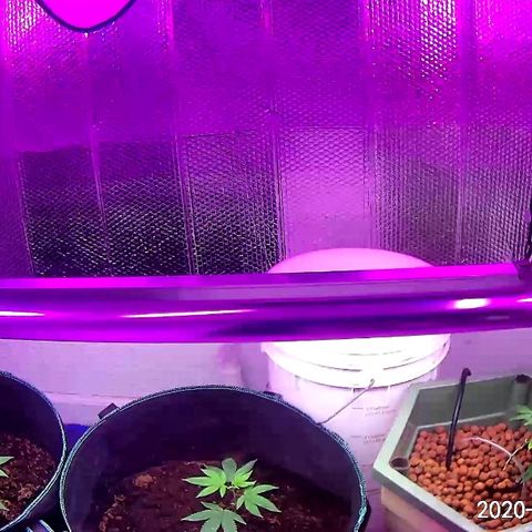 Hermosa  #1 growlog timeline photo