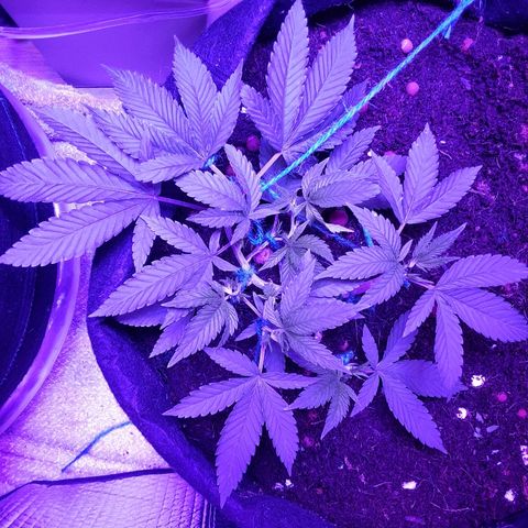 Hermosa  #1 growlog timeline photo