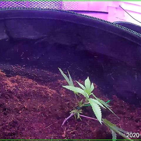 Hermosa  #1 growlog timeline photo