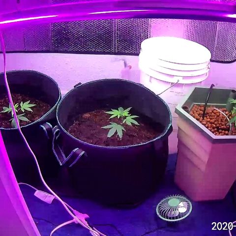 Hermosa  #1 growlog timeline photo