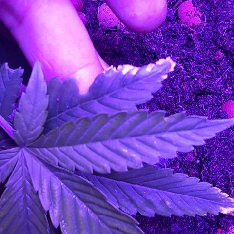 Hermosa  #1 growlog timeline photo