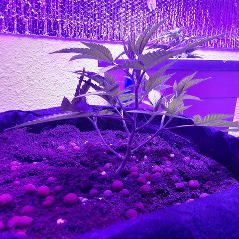 Hermosa  #1 growlog timeline photo