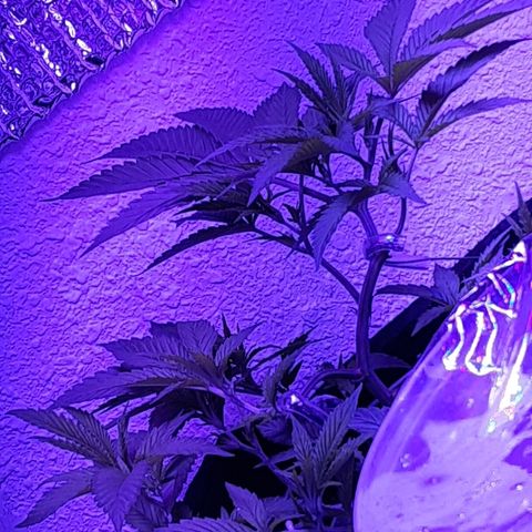 Hermosa  #1 growlog timeline photo