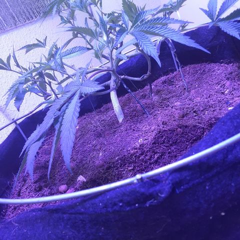 Hermosa  #1 growlog timeline photo