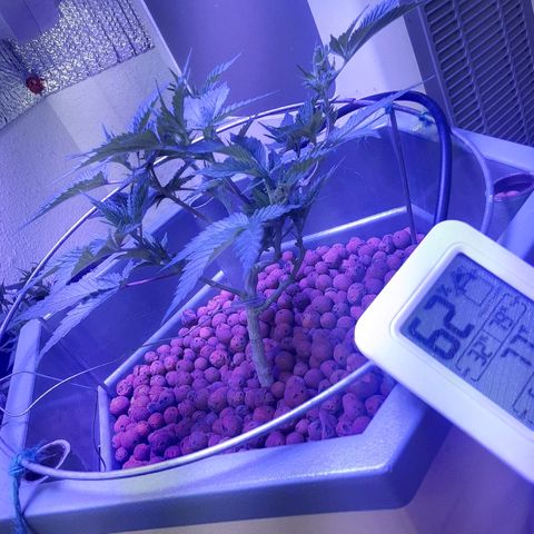 Hermosa  #1 growlog timeline photo