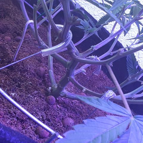Hermosa  #1 growlog timeline photo